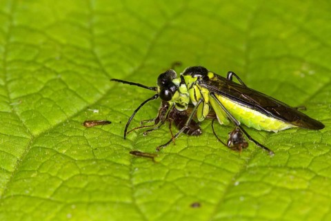 Leaf wasp eats preyed insect (Tenthredo mesomela)