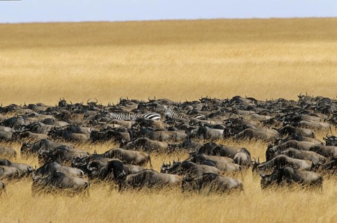 Wildebeest on the great migration (Connochaetes taurinus)