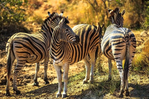 Game drive safari. Three African Zebras in Madikwe Game Reserve, South Africa, located against the