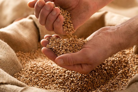 Caucasian male showing wheat grains in his hands over burlap sack