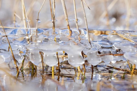 Frozen ice formations surround reed grasses standing in clear water, Sipplingen, Lake Constance,