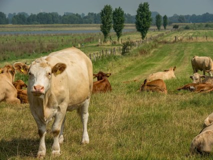 A cow stands on a green pasture with other grazing cows and trees in the background, xanten, North