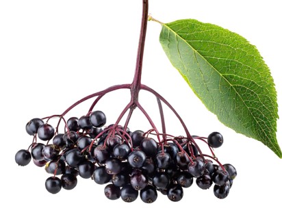 Ripe elderberry cluster with a vibrant green leaf, isolated on a white background with a clipping