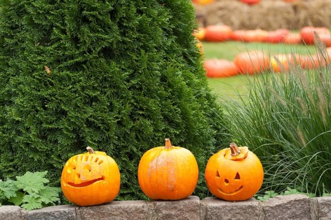 Three carved pumpkins with faces stand on a wall in the garden, borken, münsterland, germany