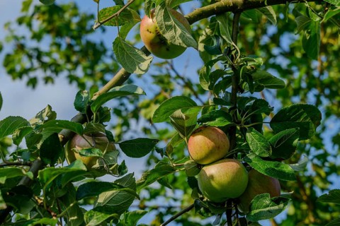 Apples hanging on a tree with green leaves under a blue sky, Bogen, Lower Bavaria