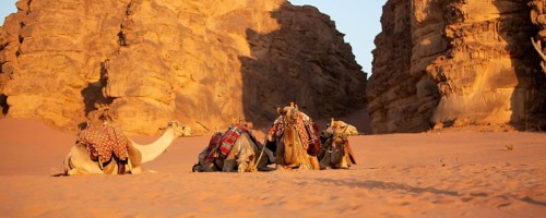 Camels lying down in the desert sand, Wadi Rum, Jordan banner