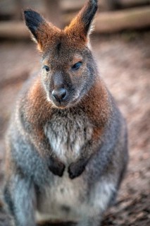 Close-up of a wallaby (Macropodidae) with detailed fur in a natural environment, Eisenberg,