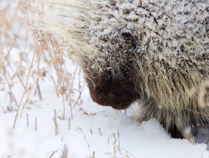 Porcupine in Winter Saskatchewan Canada snow and cold