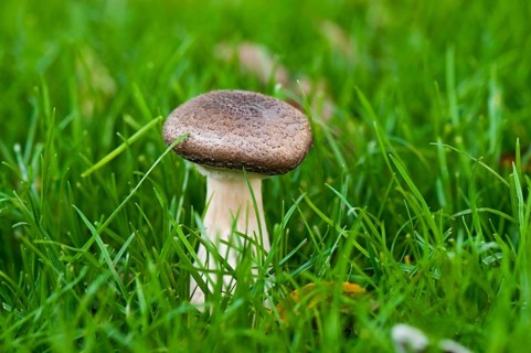 Autumnal group of mushrooms in the grass