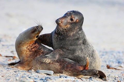 Grey seal (Halichoerus grypus), Heligoland, Schleswig-Holstein, Germany, Europe