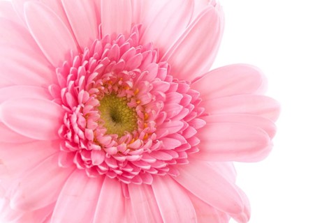 Pink Gerber in macro on white background