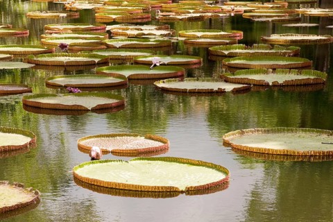 A pool with many leaves and flowers of the giant water lily Victoria