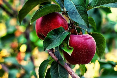 Branches of apple trees with ripe, juicy fruits