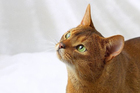 ABYSSINIAN WILD COLOURED, ABYSSINIAN CAT, RUDDY, WILDLOOKING