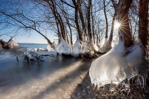 Icy trees with sunlight shining through the branches, wintry atmosphere, Hörnle, Constance, Lake