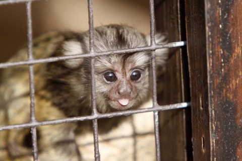 White-tufted marmoset