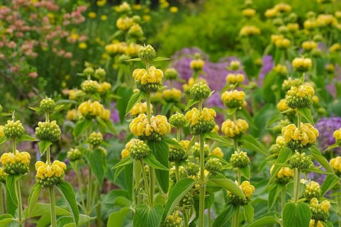 Russel-Brandkraut, Phlomis russeliana, Jerusalem sage, Phlomis russeliana a purple wildflower
