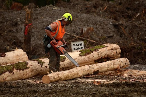 A forestry worker trims a Pinus radiata log at a logging site near Kumara, West Coast, New Zealand,