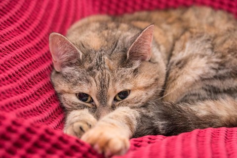 Grey indoor cat lying comfortably on pink blanket - close-up
