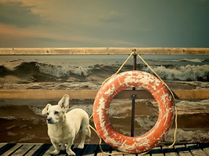 Mongrel dog waiting for its owner at the marina