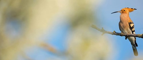Hoopoe, (Upupa epops), on a perch, family Hoopoes, early raptors, Hides de El Taray / Lesser