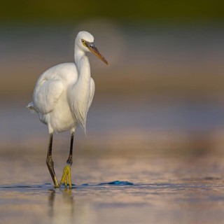 Western Reef Heron, Western Reef-Heron, Western Reef-Egret, (Egretta gularis), Garceta Dimorfa,