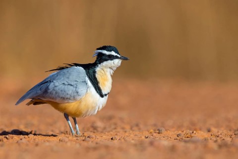 Crocodile-bird, (Pluvianus aegytpticus), Crocodile-bird, Egyptian Plover, Pluvian fluviatile,