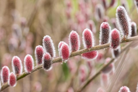 Red pussy willow (Salix gracilistyla 'Mt. Aso'), RHS Garden Wisley, Great Britain