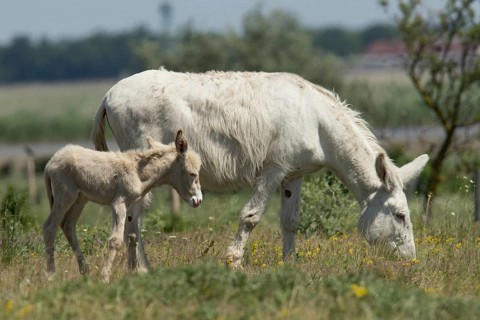 White donkey (Equus asinus asinus)