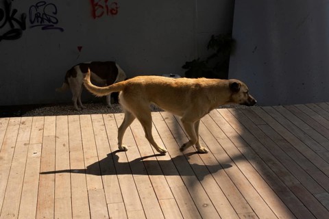 Homeless stray dog in view as omestic animal concept