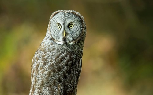 Wild Owl in Nature, Color Image, Northern California, USA, North America