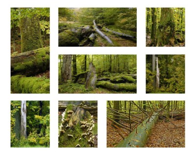 Totholz im Bayerischen Wald. Deadwood in the Bavarian Forest