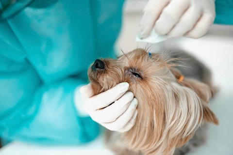 A veterinarian carefully examining and grooming a small dog