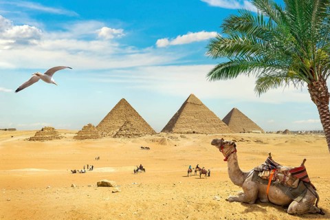 Camel and bird over ruined egyptian pyramids