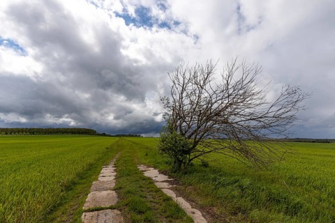 Harz landscape Selketal