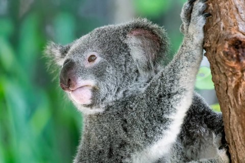Australian koala bear in a eucalyptus tree in Queensland