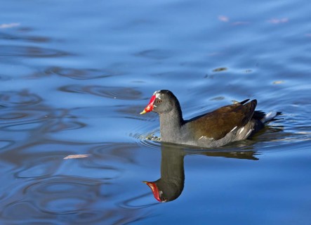 Reflection of Common Moorhen on lake surface
