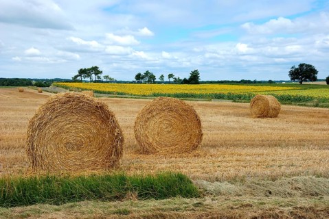 Round straw bales in harvested fields