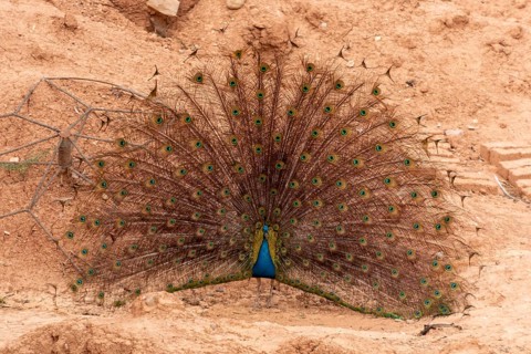 A peacock courtshipping and showing his feathers in Morocco