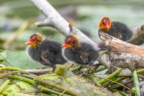 Eurasian Coot (Fulica atra) chicks waiting for food. Bas Rhin, Alsace, France, Europe