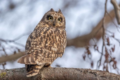 Short-eared Owl (Asio flameus) perched on a branch. Bas Rhin, Alsace, France, Europe