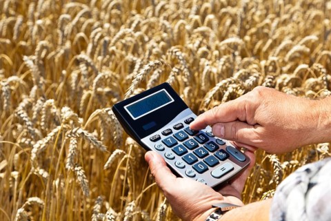 A farmer with a calculator in a grain field. Subsidies in agriculture Austria