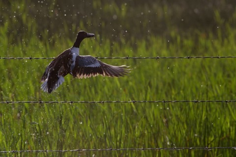 Duck taking flight from pond in Canada