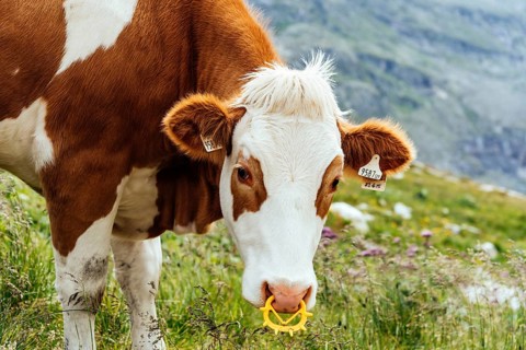 Cow grazing in the mountains in Austrian Alps besides Weisse Lake