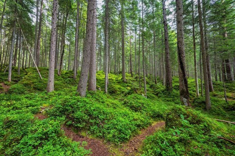 Wilderness landscape pine tree forest with green moss on land