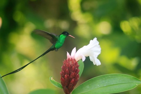 A Doctor Bird or Pennant-tail (Trochilus polytmus), Hummingbird, National Bird of Jamaica, Middle