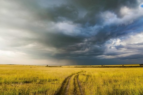 Journey to Africa. Storm clouds over a grassy savannah. The famous Masai Mara Reserve in Kenya. The