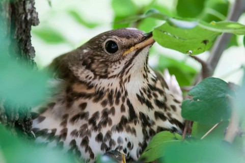 Brütende Singdrossel am Nest