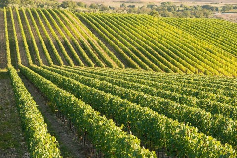 Vineyard in Chianti, Tuscany, Italy, famous landscape, Europe