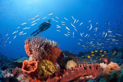 Diver over coral reef, Kai Islands, Moluccas, Indonesia, Asia